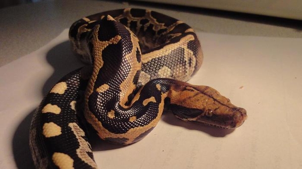 She Slept With Her Python Everynight But When It Stops Eating This Vet Tells Her THIS! SHOCKING! - picture 2