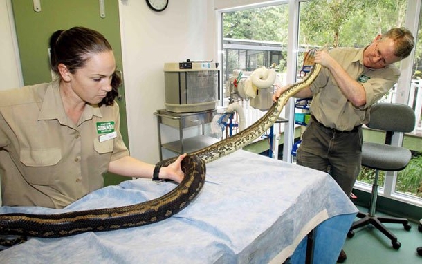 She Slept With Her Python Everynight But When It Stops Eating This Vet Tells Her THIS! SHOCKING! - picture 3