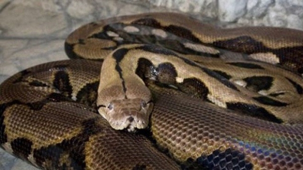She Slept With Her Python Everynight But When It Stops Eating This Vet Tells Her THIS! SHOCKING! - picture 4
