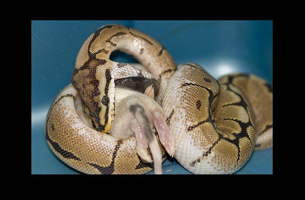 She Slept With Her Python Everynight But When It Stops Eating This Vet Tells Her THIS! SHOCKING! - picture 5