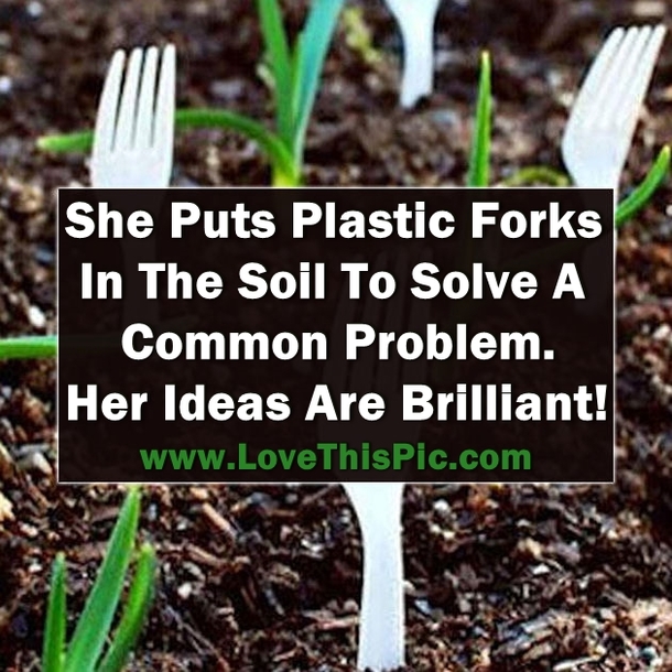 She Sticks Plastic Forks In The Soil To Solve A Very Common Problem. Amazing... Her Ideas Are Brilliant!