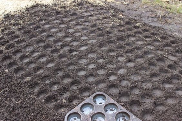 She Sticks Plastic Forks In The Soil To Solve A Very Common Problem. Amazing... Her Ideas Are Brilliant! - picture 2