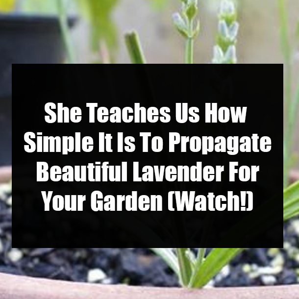 She Teaches us How Simple It Is To Propagate Beautiful Lavender For Your Garden (Watch!)