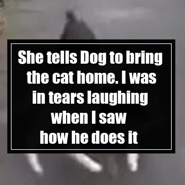 She tells Dog to bring the cat home. I was in tears laughing when I saw how he does it