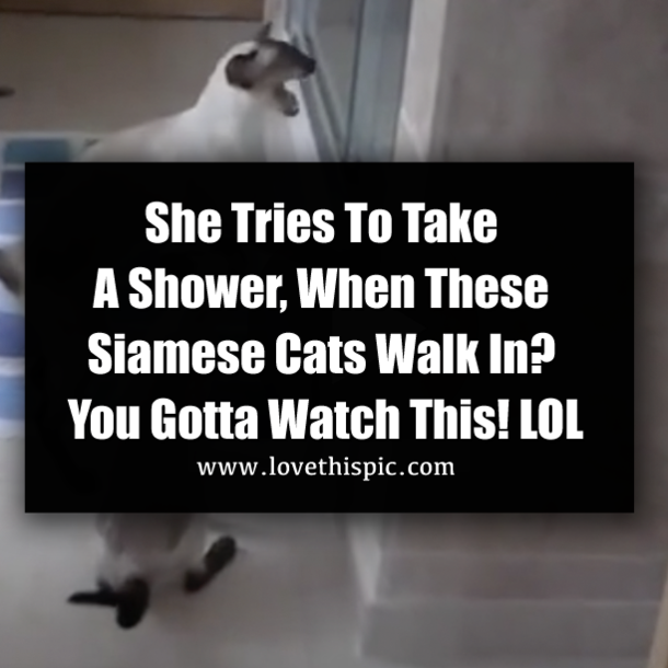 She Tries To Take A Shower, When These Siamese Cats Walk In? You Gotta Watch This! LOL