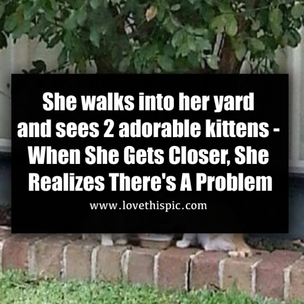 She walks into her yard and sees 2 adorable kittens - When She Gets Closer, She Realizes There's A Problem