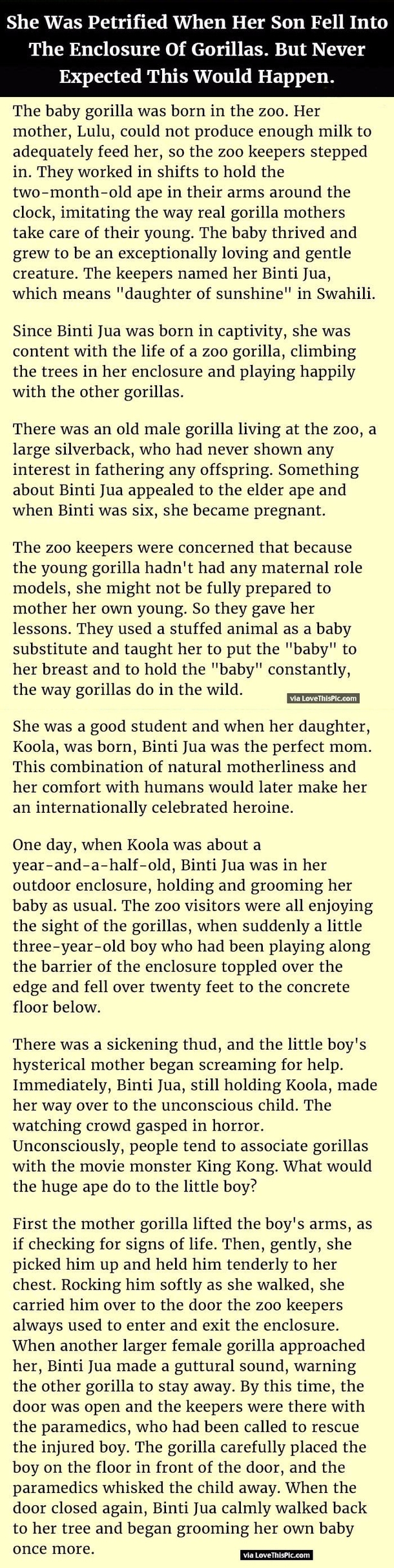 She Was Petrified When Her Son Fell Into The Enclosure Of Gorillas But Never Expected This Would Happen.