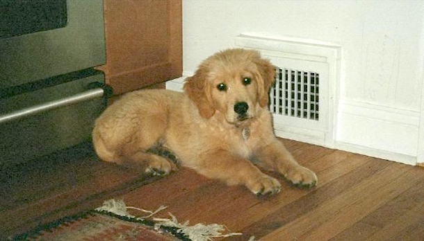 She Was Spreading Her Dog’s Ashes When Her Friend Took a Photo. What Is Shown Is Remarkable... - picture 2