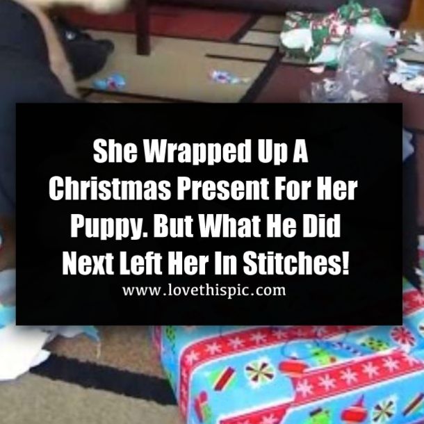 She Wrapped Up A Christmas Present For Her Puppy. But What He Did Next Left Her In Stitches!