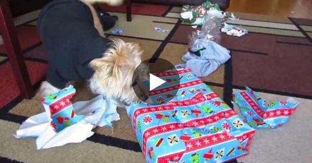 She Wrapped Up A Christmas Present For Her Puppy. But What He Did Next Left Her In Stitches! - picture 2