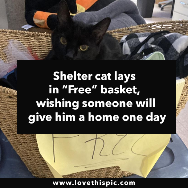 Shelter cat lays in “Free” basket, wishing someone will give him a home one day