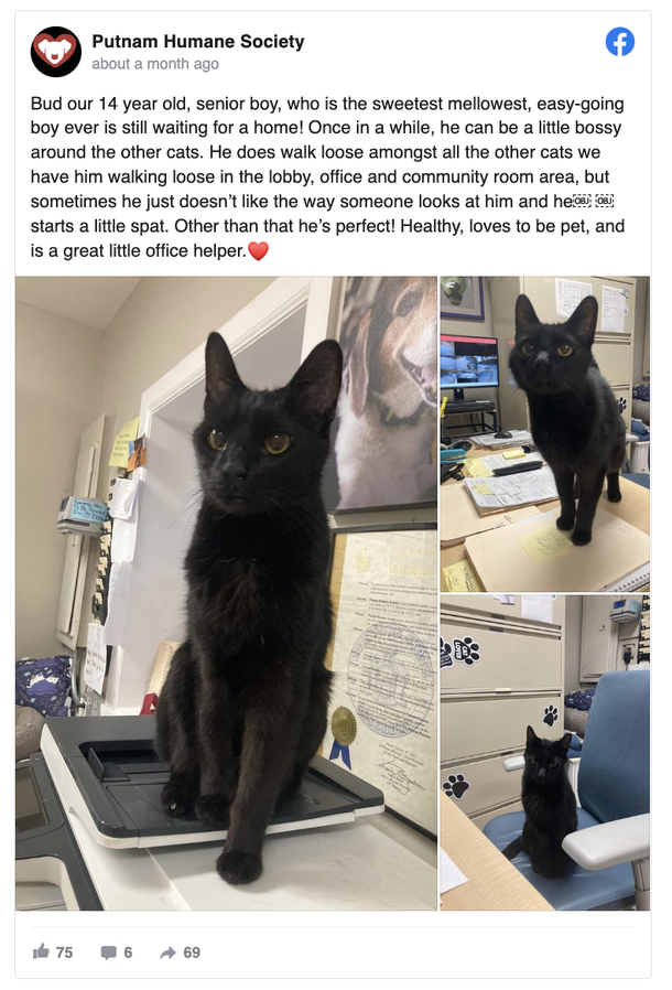 Shelter cat lays in “Free” basket, wishing someone will give him a home one day - picture 2