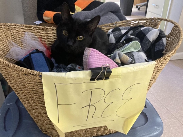 Shelter cat lays in “Free” basket, wishing someone will give him a home one day - picture 3