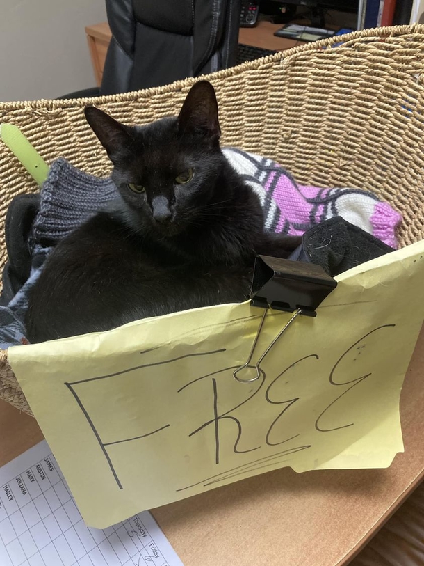 Shelter cat lays in “Free” basket, wishing someone will give him a home one day - picture 4