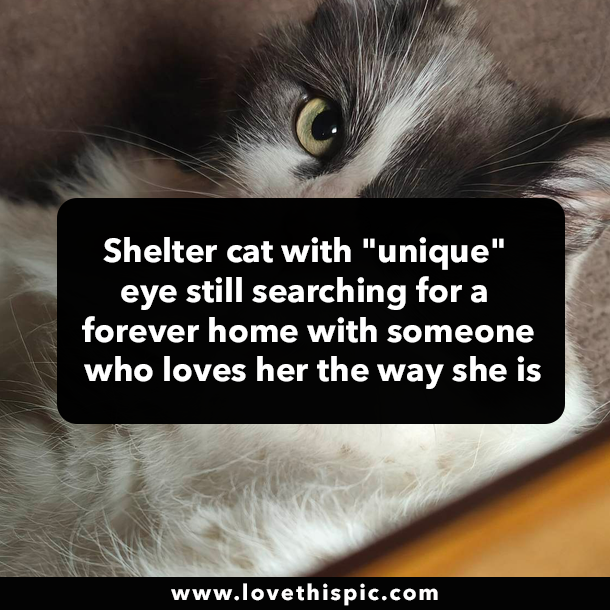 Shelter cat with "unique" eye still searching for a forever home with someone who loves her the way she is