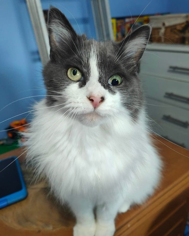 Shelter cat with "unique" eye still searching for a forever home with someone who loves her the way she is - picture 2