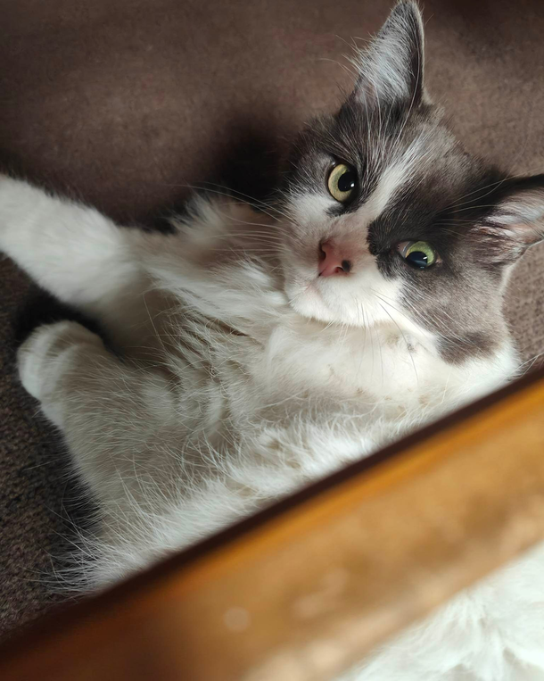 Shelter cat with "unique" eye still searching for a forever home with someone who loves her the way she is - picture 3