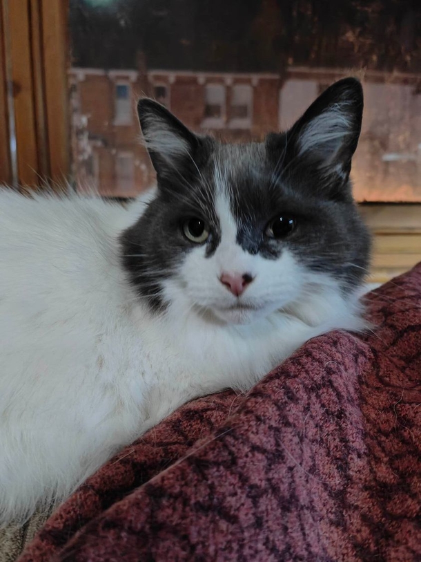 Shelter cat with "unique" eye still searching for a forever home with someone who loves her the way she is - picture 4