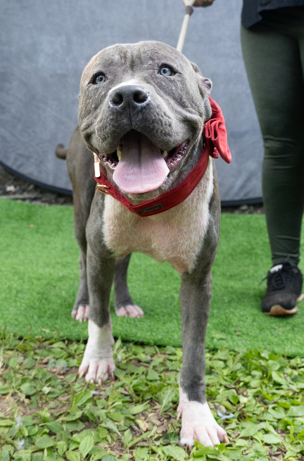 Shelter discovers dog abandoned with very sad note — they send a reply to the owner - picture 2