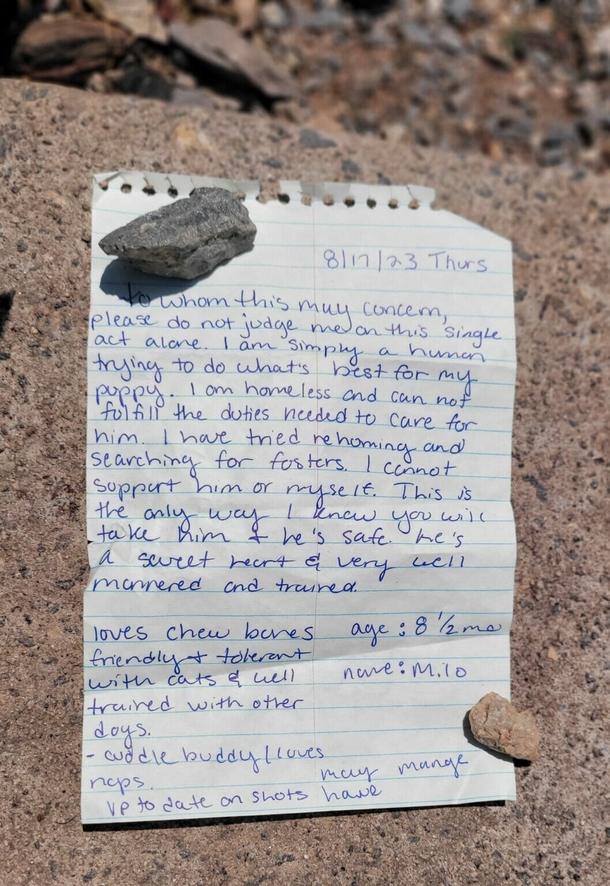Shelter discovers dog abandoned with very sad note — they send a reply to the owner - picture 3