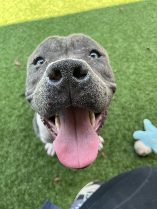 Shelter discovers dog abandoned with very sad note — they send a reply to the owner - picture 4