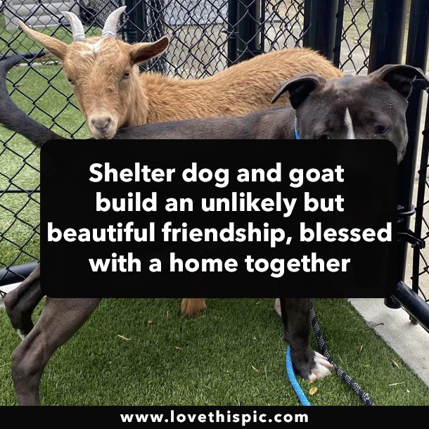 Shelter dog and goat build an unlikely but beautiful friendship, blessed with a home together