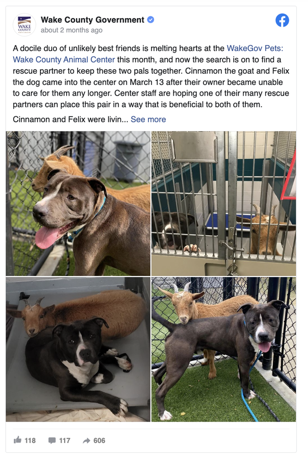 Shelter dog and goat build an unlikely but beautiful friendship, blessed with a home together - picture 3