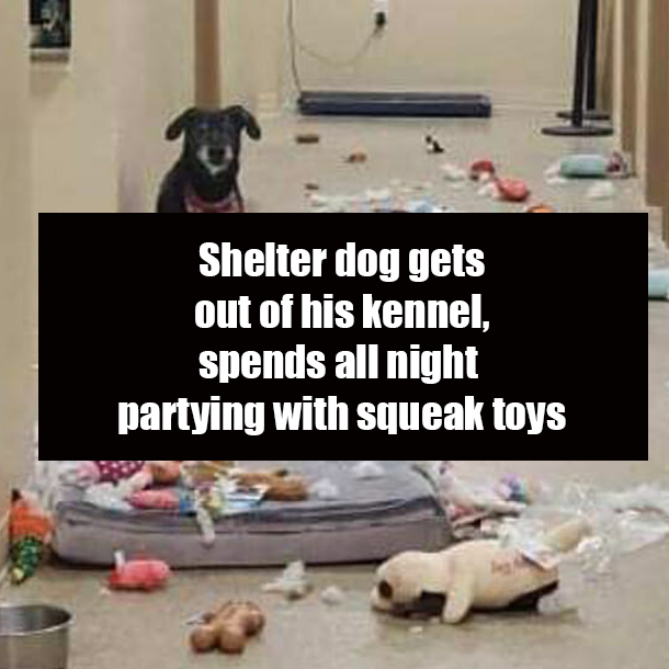 Shelter dog gets out of his kennel, spends all night partying with squeak toys