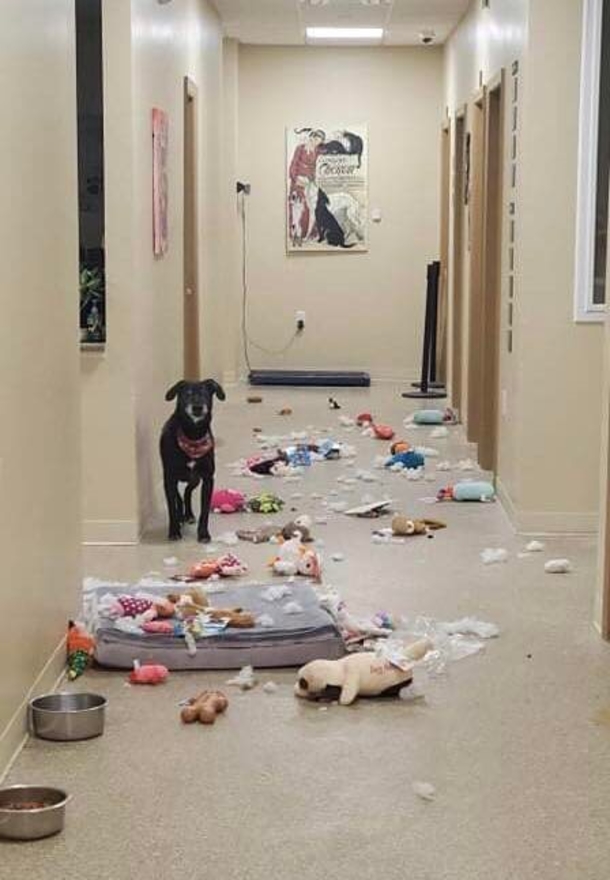 Shelter dog gets out of his kennel, spends all night partying with squeak toys - picture 2
