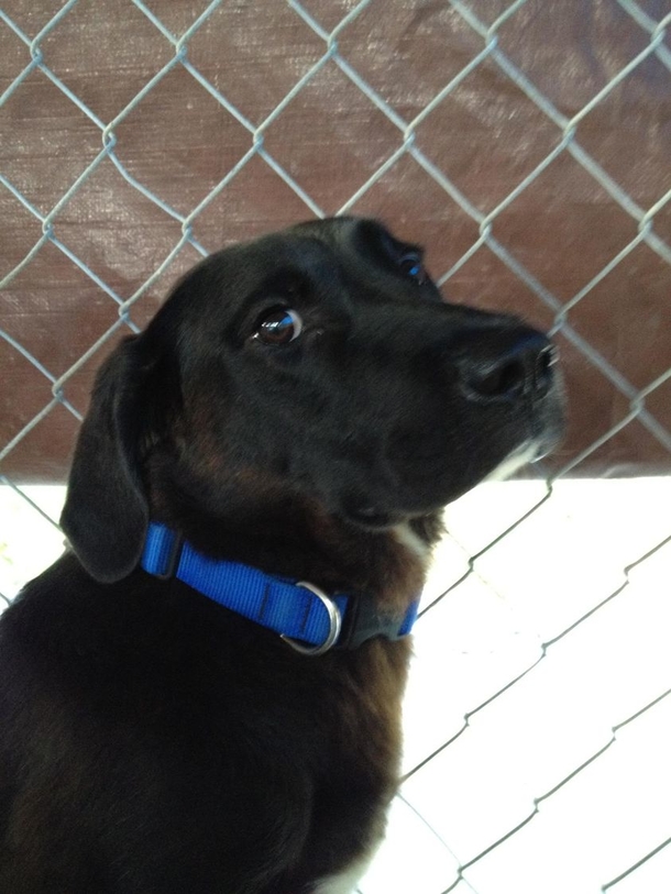Shelter dog gets out of his kennel, spends all night partying with squeak toys - picture 3