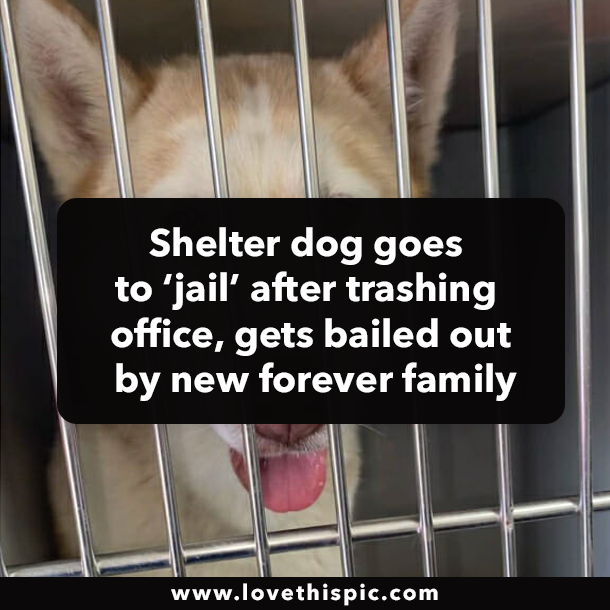 Shelter dog goes to ‘jail’ after trashing office, gets bailed out by new forever family