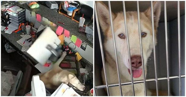 Shelter dog goes to ‘jail’ after trashing office, gets bailed out by new forever family - picture 2