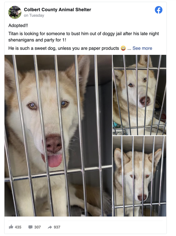 Shelter dog goes to ‘jail’ after trashing office, gets bailed out by new forever family - picture 4
