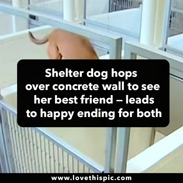 Shelter dog hops over concrete wall to see her best friend — leads to happy ending for both