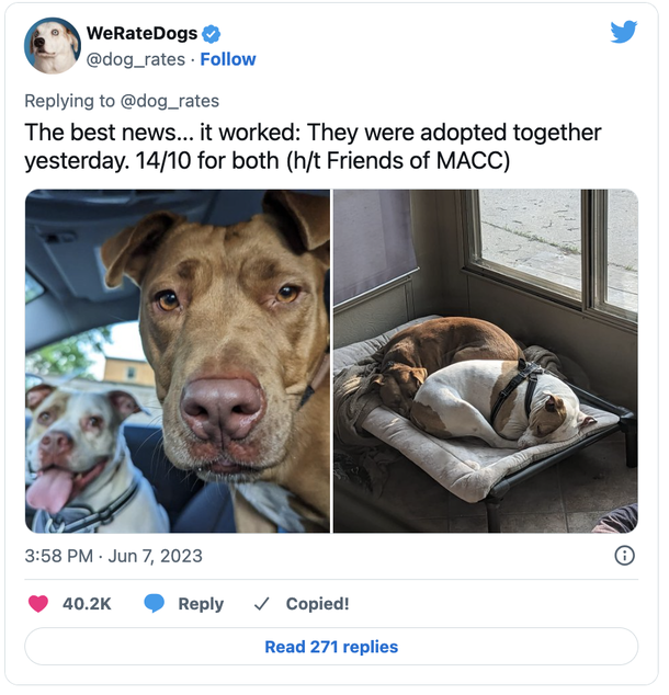 Shelter dog hops over concrete wall to see her best friend — leads to happy ending for both - picture 3