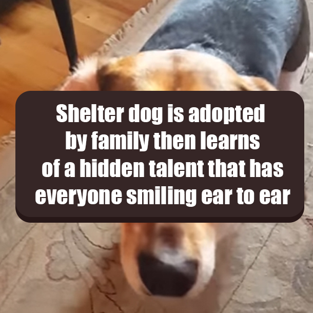 Shelter dog is adopted by family then learns of a hidden talent that has everyone smiling ear to ear