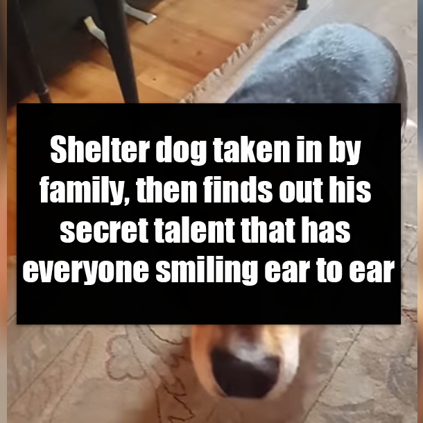 Shelter dog taken in by family, then finds out his secret talent that has everyone smiling ear to ear