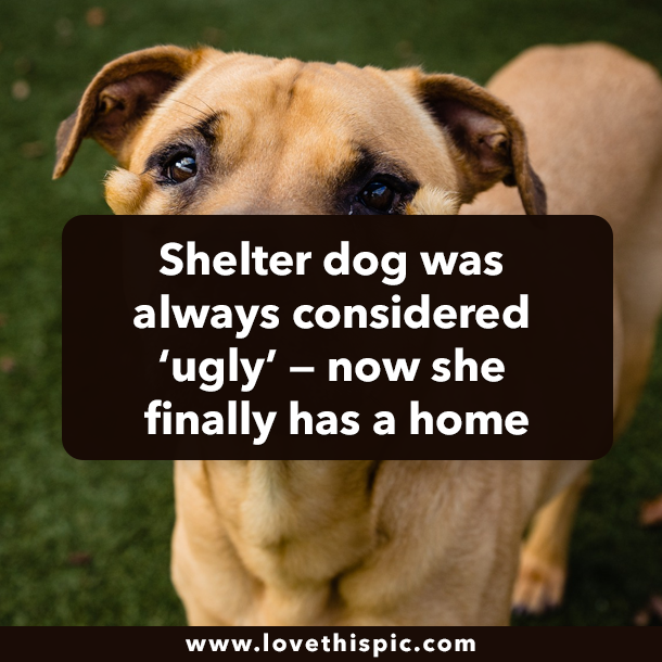 Shelter dog was always considered ‘ugly’ — now she finally has a home