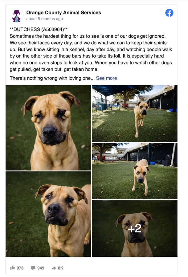 Shelter dog was always considered ‘ugly’ — now she finally has a home - picture 2