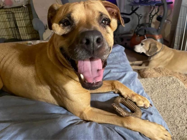 Shelter dog was always considered ‘ugly’ — now she finally has a home - picture 3