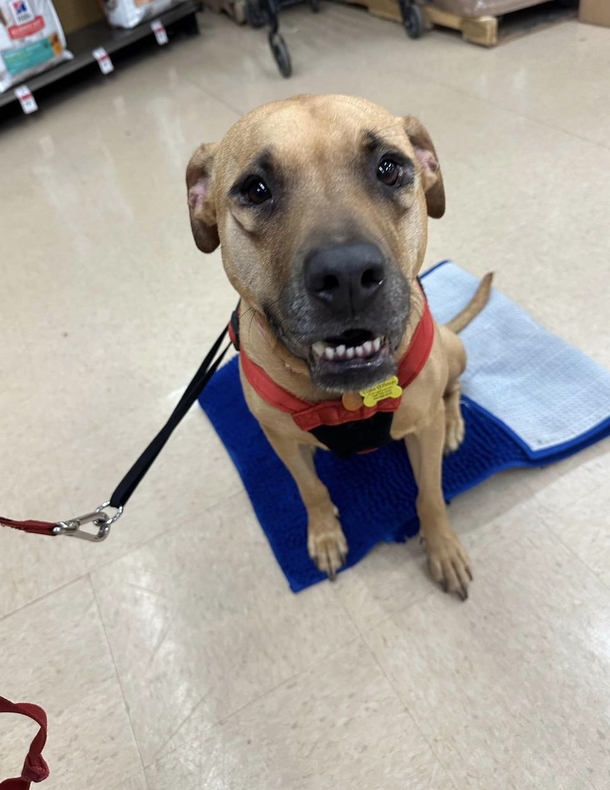 Shelter dog was always considered ‘ugly’ — now she finally has a home - picture 4
