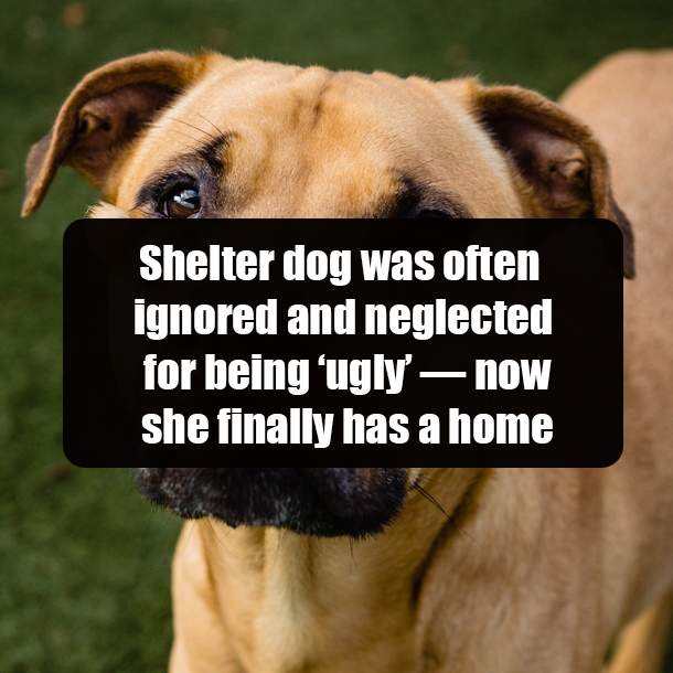 Shelter dog was often ignored and neglected for being ‘ugly’ — now she finally has a home
