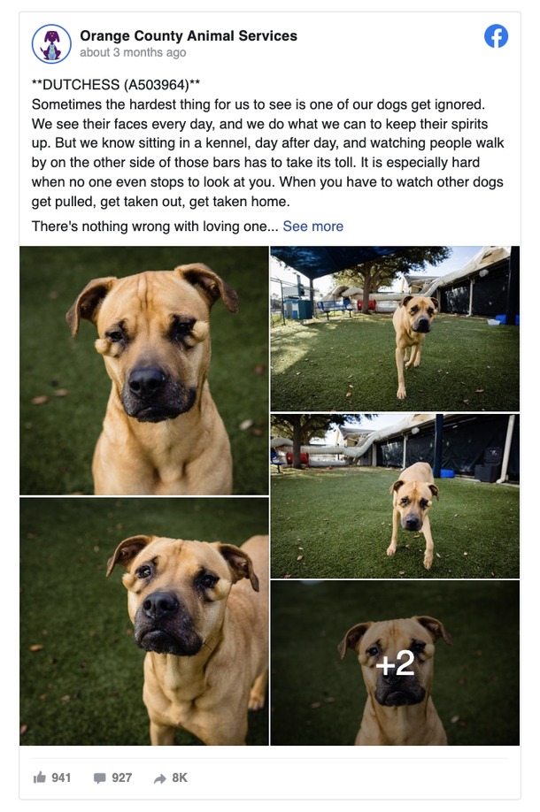 Shelter dog was often ignored and neglected for being ‘ugly’ — now she finally has a home - picture 2