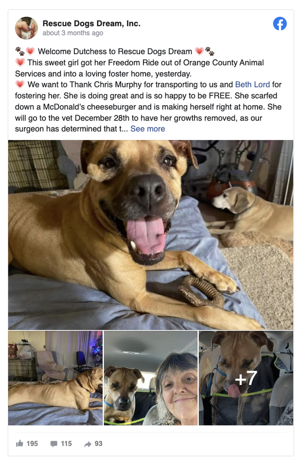Shelter dog was often ignored and neglected for being ‘ugly’ — now she finally has a home - picture 3