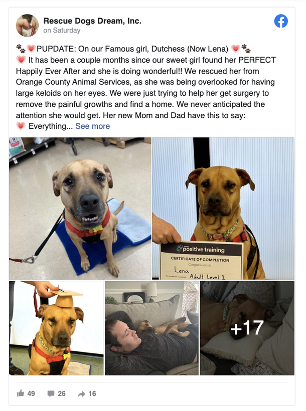 Shelter dog was often ignored and neglected for being ‘ugly’ — now she finally has a home - picture 4