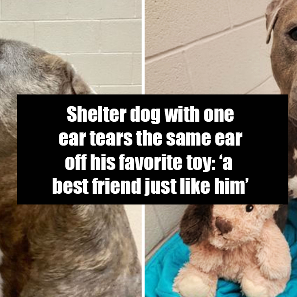 Shelter dog with one ear tears the same ear off his favorite toy: ‘a best friend just like him’