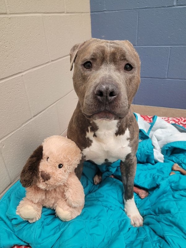 Shelter dog with one ear tears the same ear off his favorite toy: ‘a best friend just like him’ - picture 2