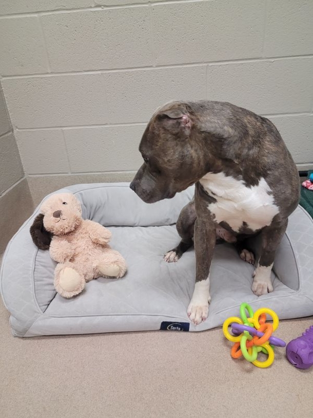 Shelter dog with one ear tears the same ear off his favorite toy: ‘a best friend just like him’ - picture 3