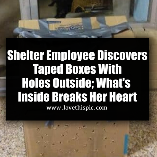 Shelter Employee Discovers Taped Boxes With Holes Outside; What's Inside Breaks Her Heart