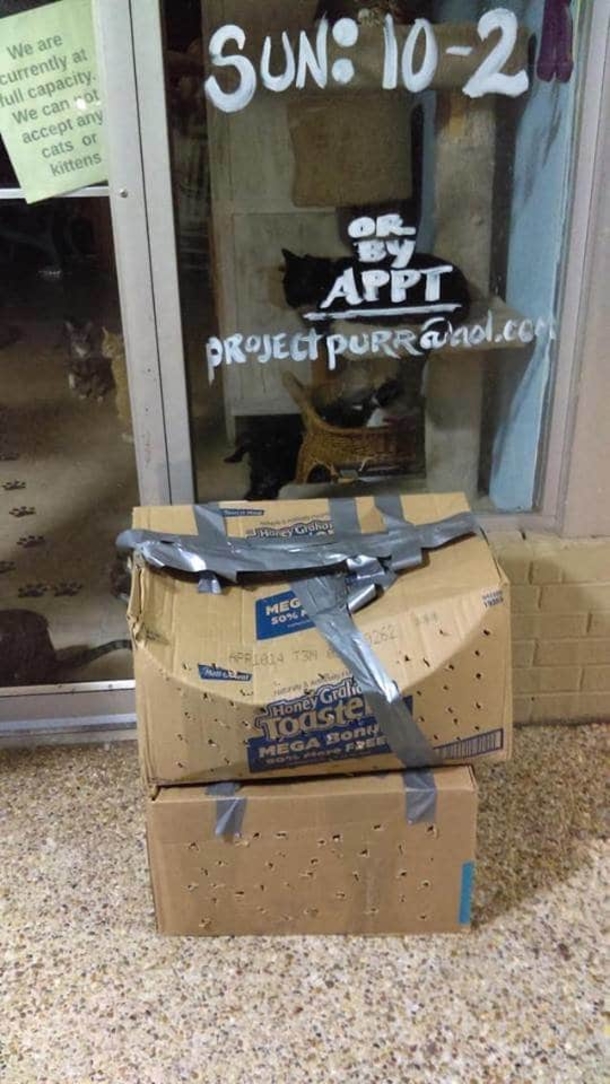 Shelter Employee Discovers Taped Boxes With Holes Outside; What's Inside Breaks Her Heart - picture 2